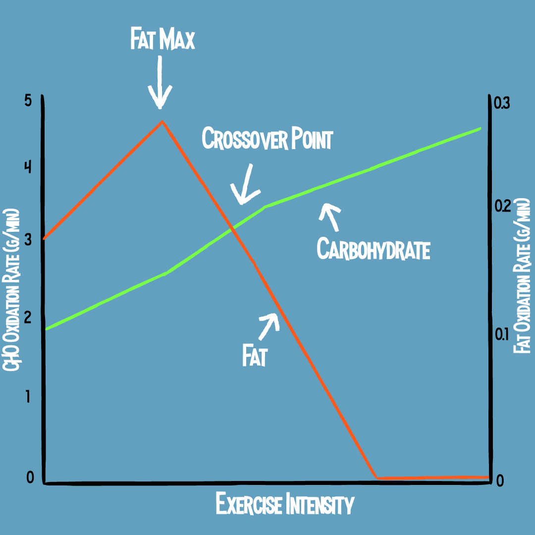 Fat Burning vs Fat Loss