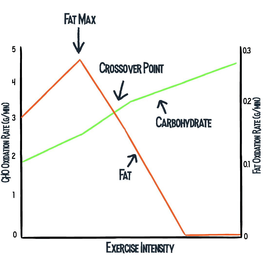 Fat burning vs fat loss: fat and carbohydrate use across exercise intensities